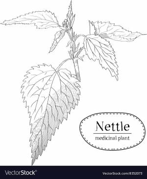 Лист крапивы рисунок