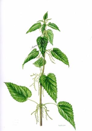 Рисунок крапивы карандашом