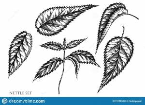 Лист крапивы рисунок