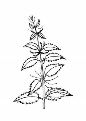 Лист крапивы рисунок