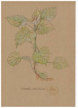 Крапива, цветной карандаш