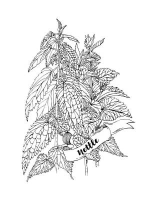 Раскраски Крапива
