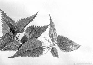 Рисунок крапивы карандашом