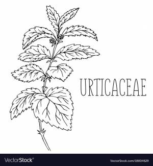 DataLife Engine > Версия для печати > Легкий рисунок крапивы