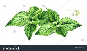 Рисунок крапивы карандашом