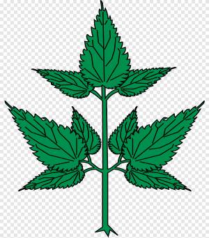 DataLife Engine > Версия для печати > Рисунок крапивы для детей поэтапно