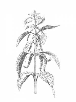 Раскраски Крапива   в формате