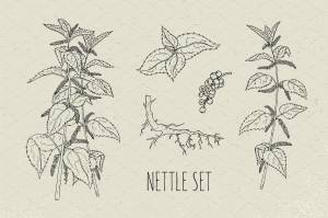 Рисунок крапивы карандашом