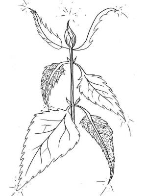 Раскраски Крапива