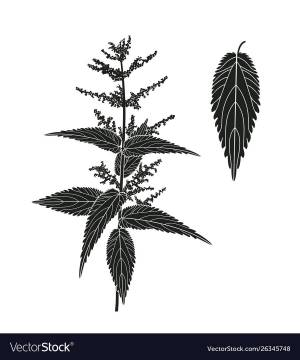 Рисунок крапивы карандашом