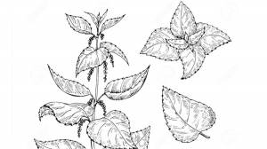 DataLife Engine > Версия для печати > Рисунок крапивы карандашом