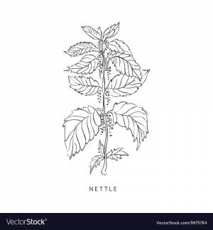 DataLife Engine > Версия для печати > Рисунок крапивы карандашом