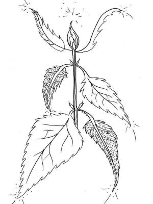 Раскраски Крапива