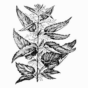 Крапива двудомная