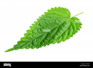 Лист крапивы рисунок