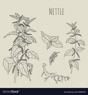 Легкий рисунок крапивы