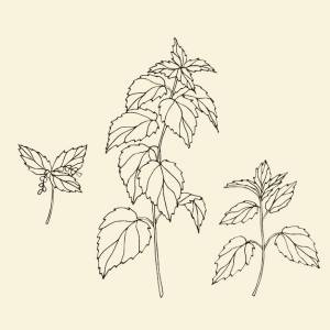 Эскиз коллекции крапивы