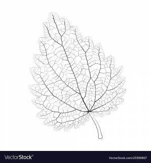 Лист крапивы рисунок