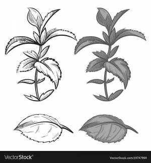 Раскраски Крапива для детей