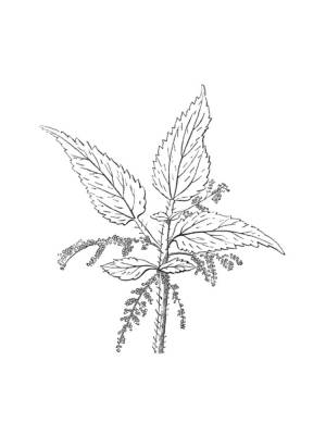 Как нарисовать крапиву