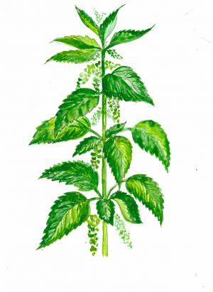 Итоги участия в Международном конкурсном проекте «Крапивная история»