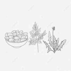 Крапива Sterculia Herbal Line Draft PNG , крапива, жирное море, травы PNG картинки и пнг PSD рисунок для й загрузки