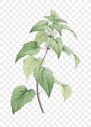 Лист крапивы рисунок