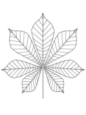 Раскраски Листья
