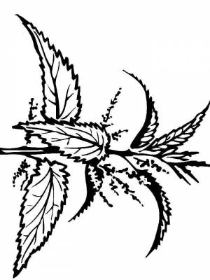 Раскраски Крапива   в формате