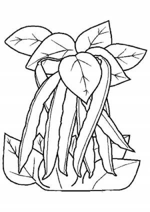 Раскраска фасоль