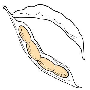 Раскраски Фасоль для детей