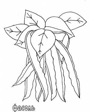 Раскраска фасоль  и