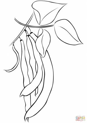 Раскраска Фасоль