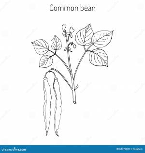 Фасоль общей фасоли Vulgaris Иллюстрация вектора