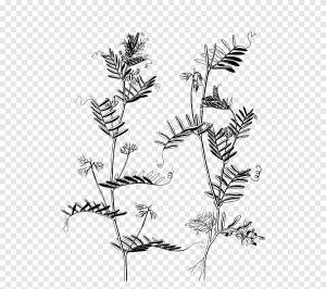 Чечевица бобовая суп пищевая фасоль, растительный рисунок, Разное, лист png