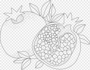 рисованный гранат для раскраски, png