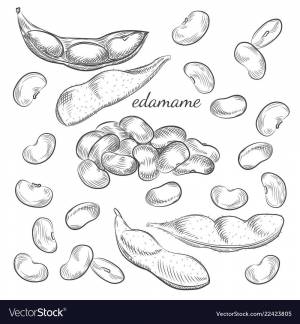 Бобы рисунок