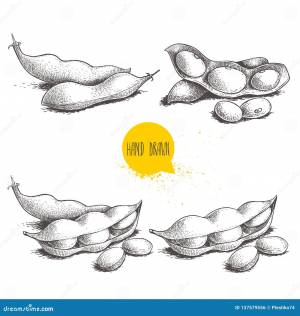 Бобы рисунок