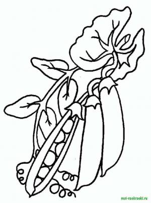 Раскраски Раскраска Стручковая фасоль 