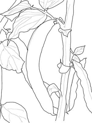 Раскраска Фасоль