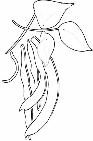 Раскраска фасоль  и