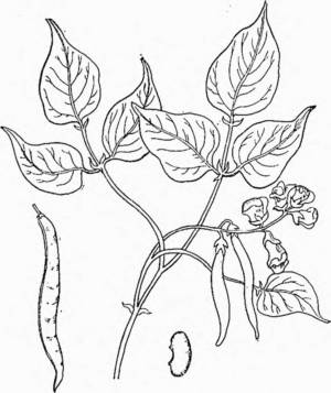 Рисунок фасоль карандашом