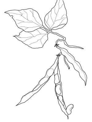 Рисунок фасоль карандашом