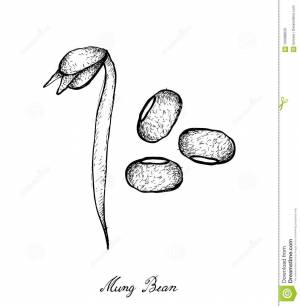 Рисунок фасоль карандашом