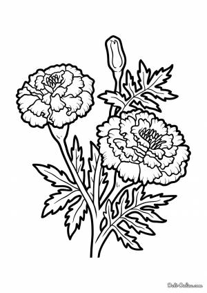 Раскраска Бархатцы