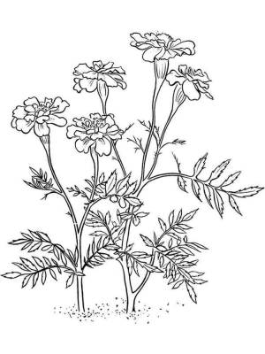 Раскраски Бархатцы