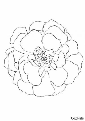 Раскраска Прекрасный цветок Бархатца