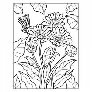 Раскраска Бархатцы молодые