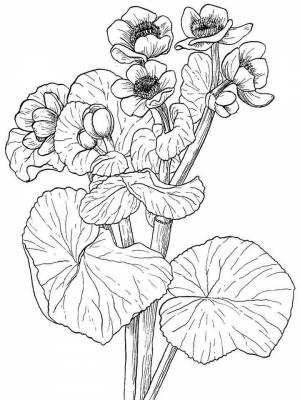 Раскраски Бархатцы   в формате