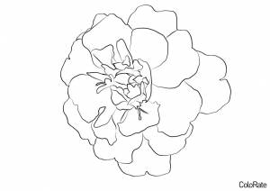 Раскраска Удивительный Бархатец